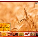 art photo gallery